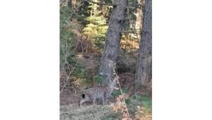 Nesli tükenmekte olan vaşak böyle görüntülendi