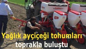Yağlık ayçiçeği tohumları toprakla buluştu