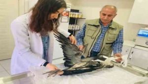 Yaralı balıkçıl ve sakarmeke tedavi altına alındı