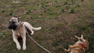Yerleşim yerine gelen çakalın uluması sonu oldu