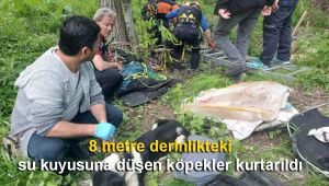 8 metre derinlikteki su kuyusuna düşen köpekler kurtarıldı