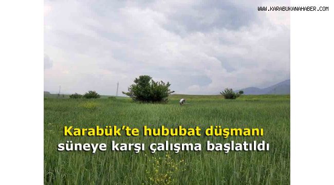 Karabük'te hububat düşmanı süneye karşı çalışma başlatıldı