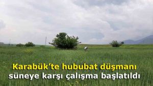 Karabük'te hububat düşmanı süneye karşı çalışma başlatıldı