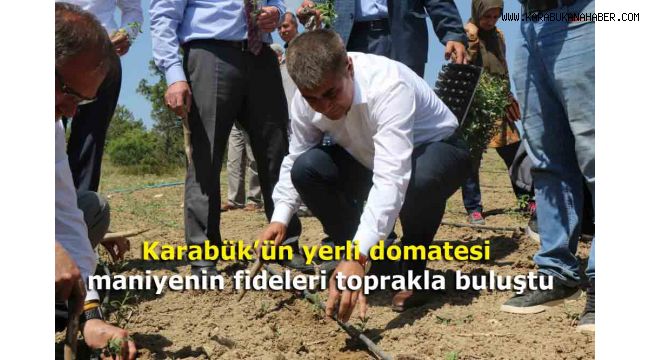 Karabük'ün yerli domatesi maniyenin fideleri toprakla buluştu