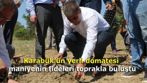 Karabük'ün yerli domatesi maniyenin fideleri toprakla buluştu
