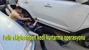 Polis ekiplerinden kedi kurtarma operasyonu