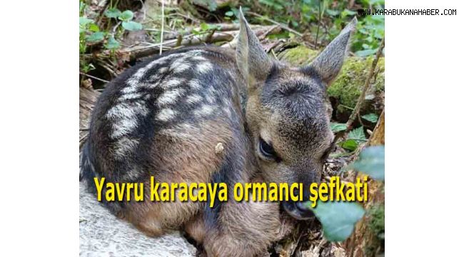 Yavru karacaya ormancı şefkati