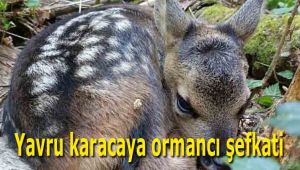 Yavru karacaya ormancı şefkati