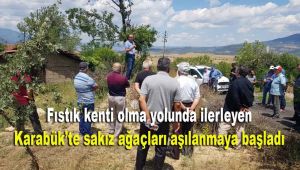 Fıstık kenti olma yolunda ilerleyen Karabük'te sakız ağaçları aşılanmaya başladı