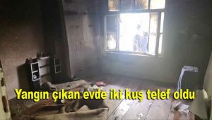 Yangın çıkan evde iki kuş telef oldu