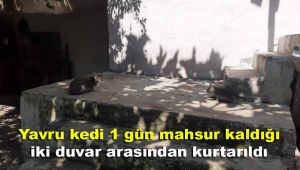 Yavru kedi 1 gün mahsur kaldığı iki duvar arasından kurtarıldı