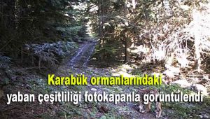 Karabük ormanlarındaki yaban çeşitliliği fotokapanla görüntülendi