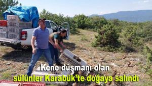 Kene düşmanı olan sülünler Karabük'te doğaya salındı