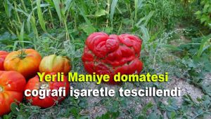 Yerli 'Maniye' domatesi coğrafi işaretle tescillendi