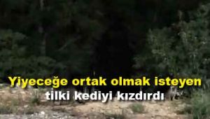 Yiyeceğe ortak olmak isteyen tilki, kediyi kızdırdı