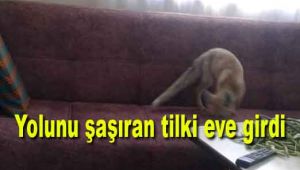 Yolunu şaşıran tilki eve girdi