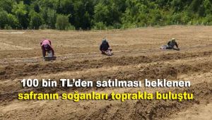 100 bin TL'den satılması beklenen safranın soğanları toprakla buluştu
