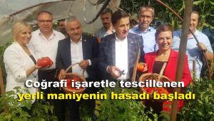 Coğrafi işaretle tescillenen yerli 'maniye'nin hasadı başladı