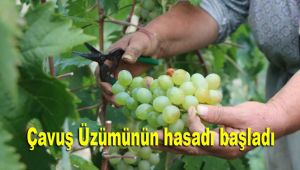 Coğrafi işaretle tescillenmesi beklenen Çavuş Üzümünün hasadı başladı