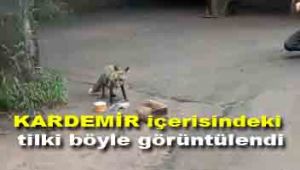 KARDEMİR içerisindeki tilki böyle görüntülendi