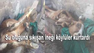 Su oluğuna sıkışan ineği köylüler kurtardı