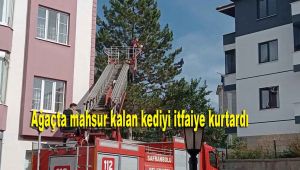 Ağaçta mahsur kalan kediyi itfaiye kurtardı