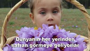 Dünyanın her yerinden safran görmeye geliyorlar