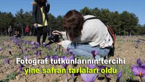 Fotoğraf tutkunlarının tercihi yine safran tarlaları oldu