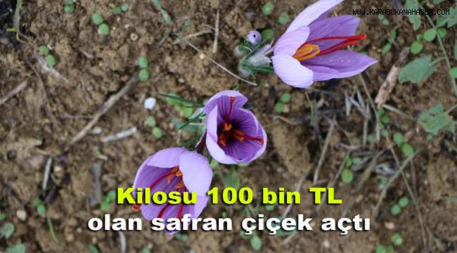 Kilosu 100 bin TL olan safran çiçek açtı