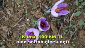 Kilosu 100 bin TL olan safran çiçek açtı