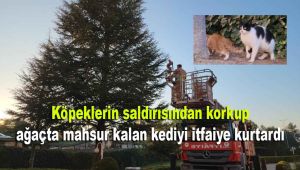 Köpeklerin saldırısından korkup ağaçta mahsur kalan kediyi itfaiye kurtardı