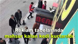 Reklam tabelasında mahsur kalan kedi kurtarıldı