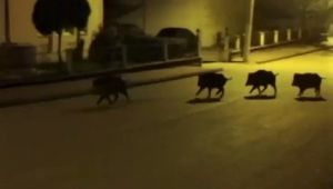 Aç kalan domuzlar mahallede yiyecek aradı