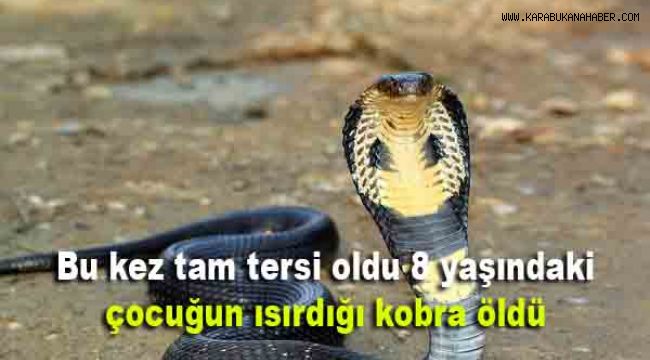 Bu kez tam tersi oldu, 8 yaşındaki çocuğun ısırdığı kobra öldü.