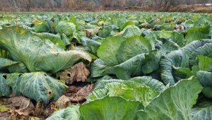 Eskipazar Lahanası için coğrafi işaret başvurusu yapıldı