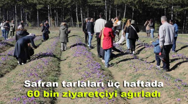 Safran tarlaları üç haftada 60 bin ziyaretçiyi ağırladı