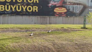 Göç etmeyi unutan leylek çifti Karabük'ü mesken tuttu