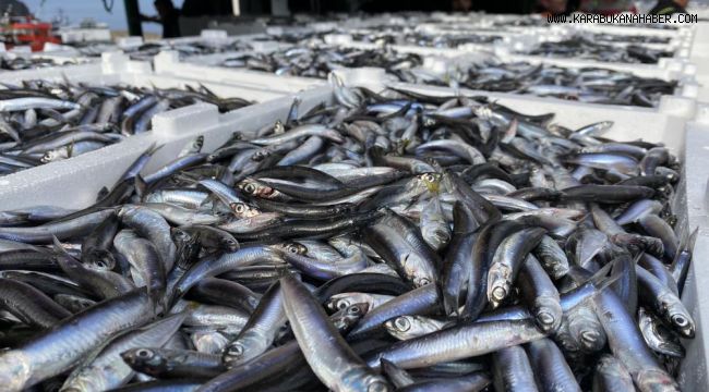 Karadeniz'de hamsi bereketi