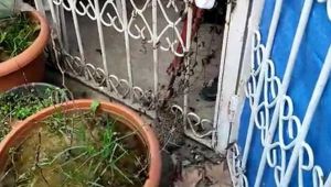Demir korkuluğa sıkışan kirpinin yardımına itfaiye yetişti