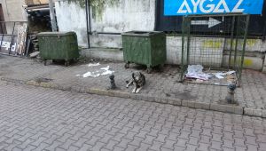 Sokak köpeği ısırdı, kuduz aşısı olmak için 100 kilometre yol gitti