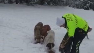 Devriye gezen trafik ekiplerinden kar altında yiyecek arayan köpeklere mama desteği