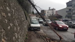 Devrilen ağaç iki araca zarar verdi