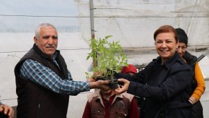 Safranbolu'da halka maniye fideleri dağıtılıyor