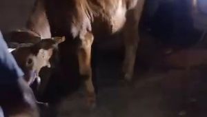 Evin çatı katına kaçan ineği itfaiye kurtardı