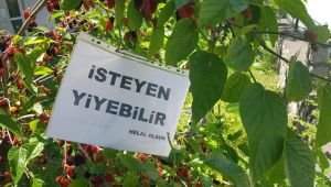 'Göz Hakkı' diye dut ağacın astığı yazı yürekleri ısıttı