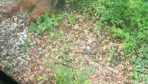 Yolcu treninin çarptığı ayı ekipler tarafından aranıyor