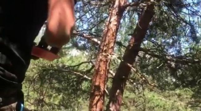 Annesi ölen yavru şahinleri orman işçisi sahiplendi