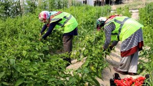 Belediye seralarında yetiştirilen sebze ve meyveler satışa sunulacak