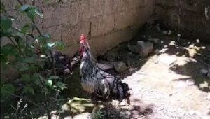 Nefesi tükenen horoz öterken bayıldı