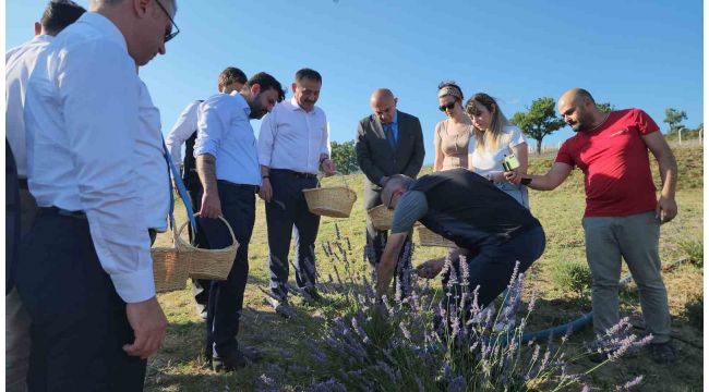 Safran'dan sonra lavanta üretimine rağbet arttı